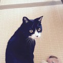 甘えん坊の構ってちゃん!ミロクの里親さん募集中