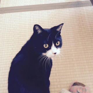 甘えん坊の構ってちゃん!ミロクの里親さん募集中