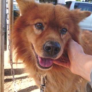 【緊急！助けて下さい】穏やかな長毛ワンコ