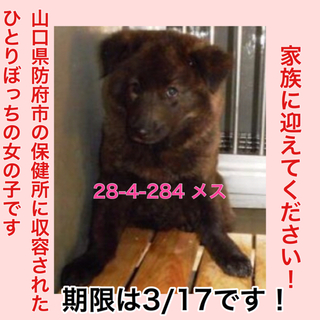 愛護団体に引き取られました