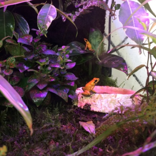 BOX MODのカバー写真