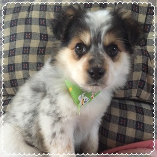 ハスキー風の可愛い子