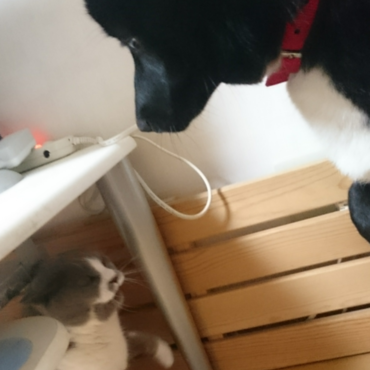 ドタバタ大騒ぎ