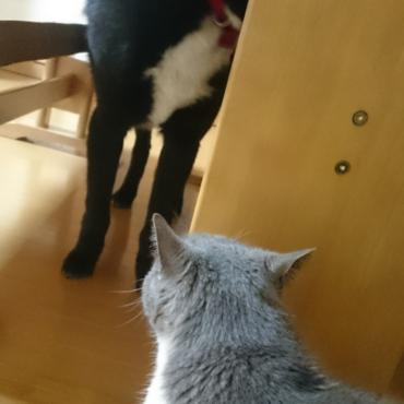 だるまさんが転んだ！？