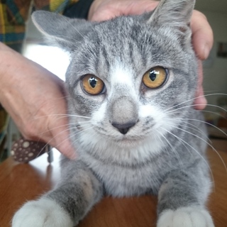 大人しいグレー白の男の子