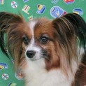 パピヨン成犬♀