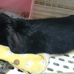 「おひさです」サムネイル1