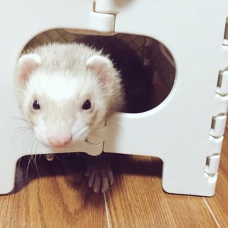 オスのフェレット。