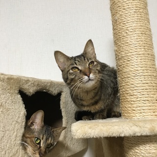 アニマルホーダーよりレスキューした甘々なキジさん