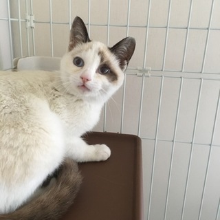 綺麗なブルーアイ ラグドール系の男の子 お見合予定