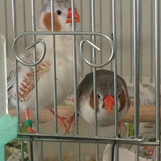 ペンギンキンカチョウ