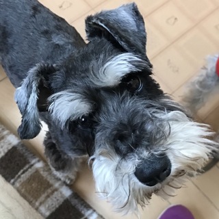 穏やかだけどパピーのような男の子♪