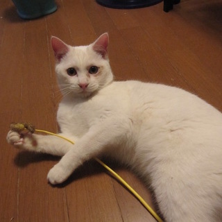 動画あり 甘えん坊の白猫熊本っ子 スケキヨ君