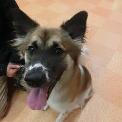 セブンデイズ譲渡相談会