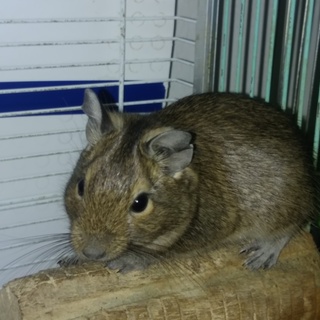 デグーの里親を募集します