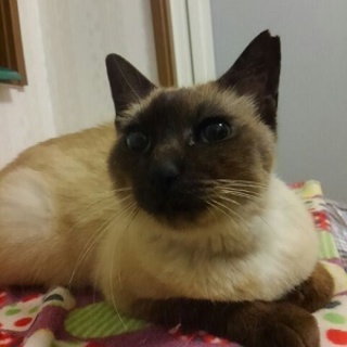 3/12銀座★まゆちゃん★大人しく穏やか