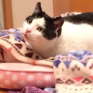 犬のような文ちゃん