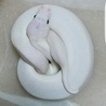 アザンVPI