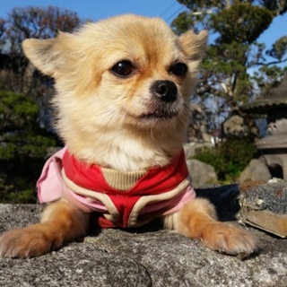 チワワ　女の子