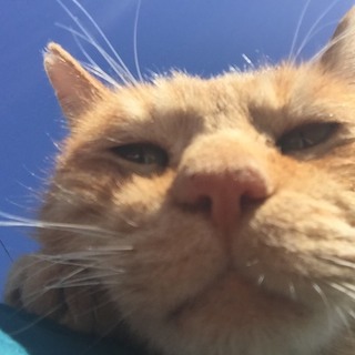 ダンディーなマイケル君