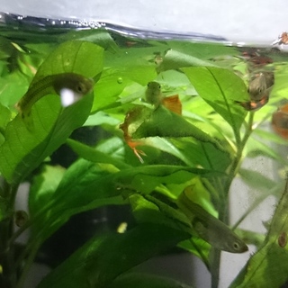 グッピー里親募集