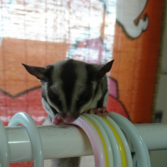 まにゃあのカバー写真