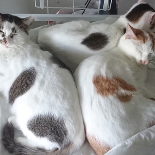 なかよし三兄弟※里親決まりました