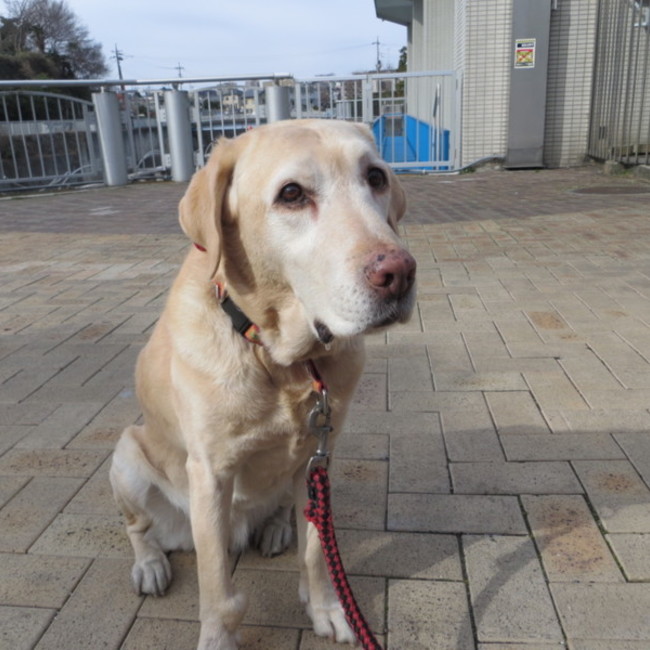 ラブサンデーのカバー写真