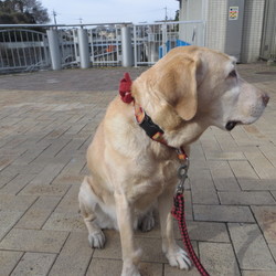 「悲しい出来事」サムネイル2