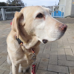 「悲しい出来事」サムネイル3