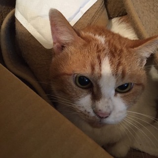 大人しくてちょっと大きめ｢きなこちゃん｣