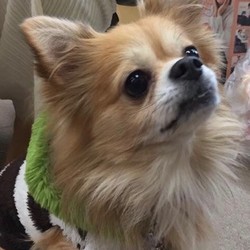 姫路キャンフェル譲渡会 サムネイル2