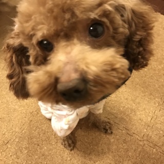 物覚えが良く、利口な子です☆