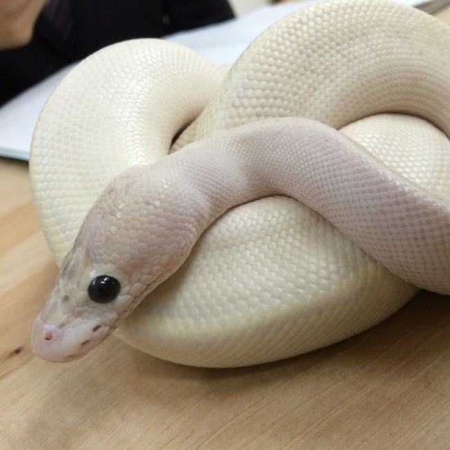 ゆりまる。。のカバー写真
