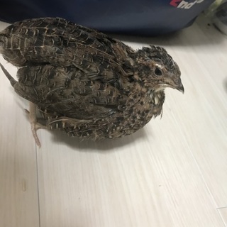 姫ウズラ里親様募集します