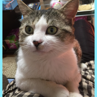 里親決定❤️可愛いカンちゃん❤️もらってください♪