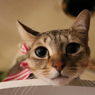 綺麗な瞳のアビシニアン レミ君2歳トライアル中