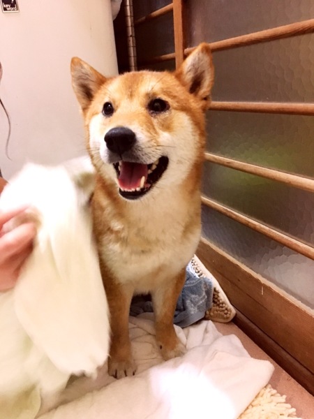 愛媛県松山市保健所から引 愛媛県 犬の里親募集 ペットのおうち 月間利用者150万人