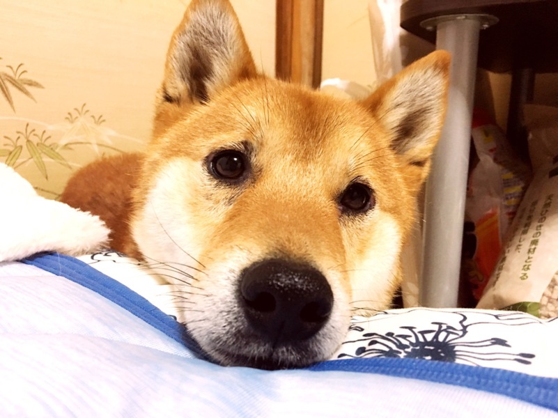 愛媛県松山市保健所から引 愛媛県 犬の里親募集 ペットのおうち 月間利用者150万人