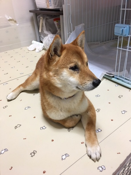 愛媛県松山市保健所から引 愛媛県 犬の里親募集 ペットのおうち 月間利用者150万人