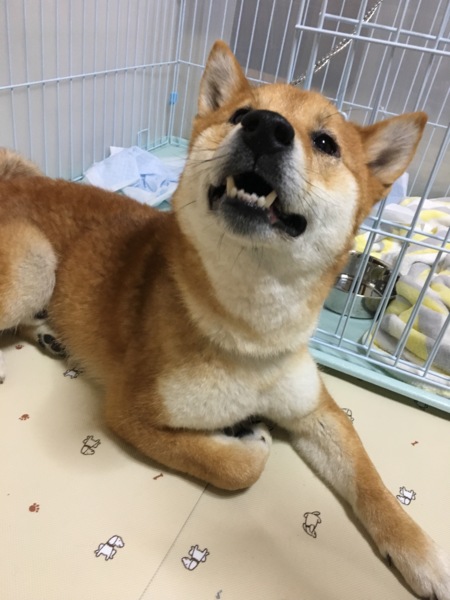 愛媛県松山市保健所から引 愛媛県 犬の里親募集 ペットのおうち 月間利用者150万人