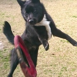 朝ドッグランで、フリスビー練習！