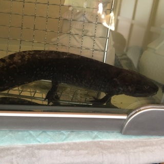 ウーパールーパー2匹