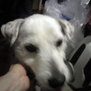 たった1人の飼い主さんが亡くなりました。