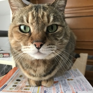 里親募集します！