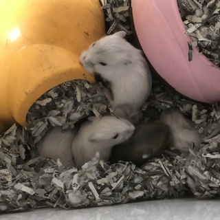 ＊赤ちゃんハムスター＊