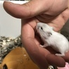 ＊赤ちゃんハムスター＊ サムネイル2