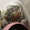 ＊赤ちゃんハムスター＊ サムネイル3