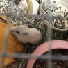 ＊赤ちゃんハムスター＊ サムネイル4