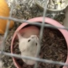 ＊赤ちゃんハムスター＊ サムネイル5